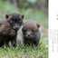 PREORDER Beautiful Wildlife of the Northern Land: A Year in Nature