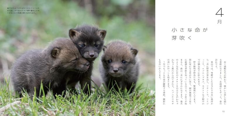 PREORDER Beautiful Wildlife of the Northern Land: A Year in Nature