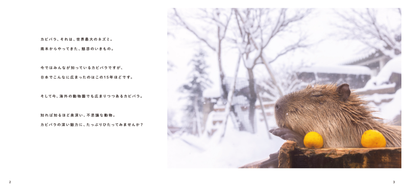 PREORDER Capybara Galore
