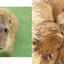 PREORDER Capybara Galore
