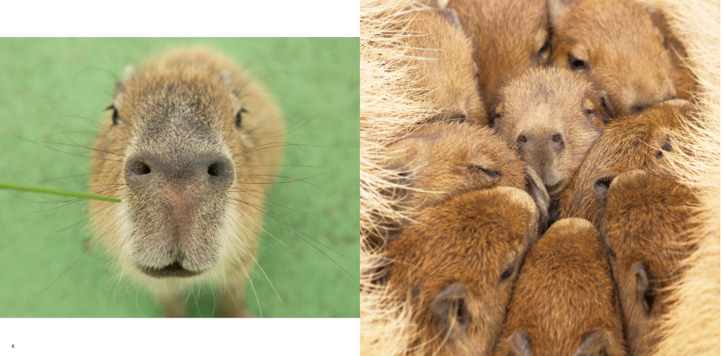 PREORDER Capybara Galore