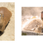 PREORDER Capybara Galore