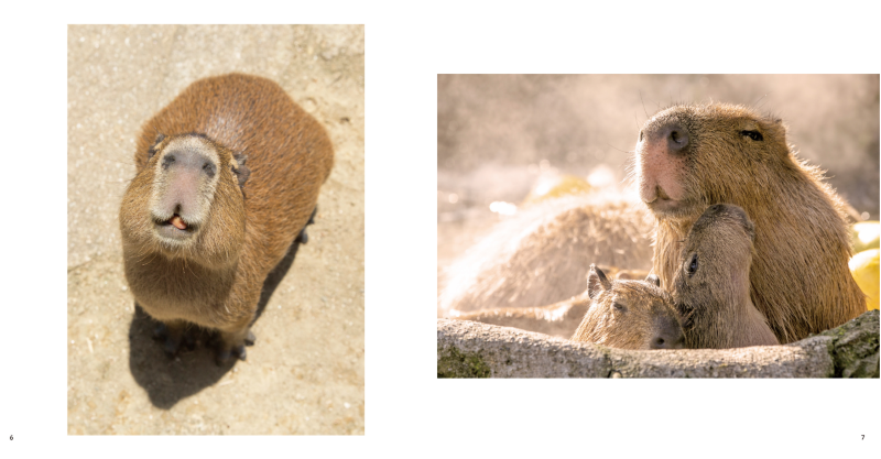 PREORDER Capybara Galore