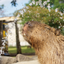 PREORDER Capybara Galore