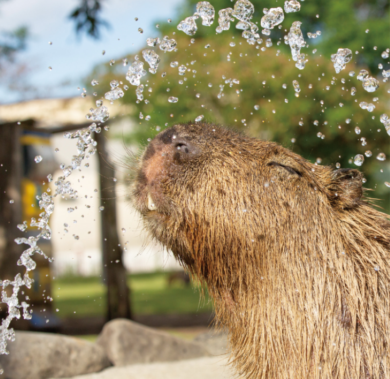 PREORDER Capybara Galore