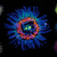 PREORDER Creatures of Light and Darkness: Beautiful Life That Glows Under Blacklight