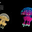PREORDER Creatures of Light and Darkness: Beautiful Life That Glows Under Blacklight