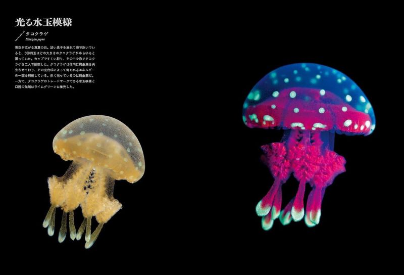 PREORDER Creatures of Light and Darkness: Beautiful Life That Glows Under Blacklight