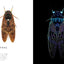 PREORDER Creatures of Light and Darkness: Beautiful Life That Glows Under Blacklight