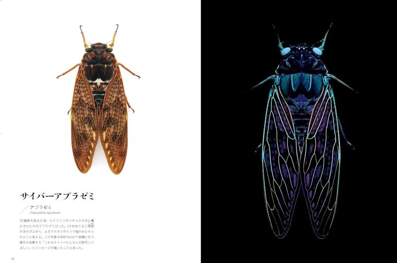 PREORDER Creatures of Light and Darkness: Beautiful Life That Glows Under Blacklight