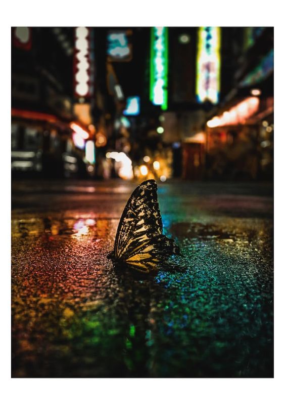 PREORDER Osaka Romantics: Photographs by omi kim