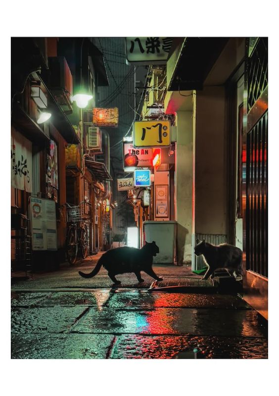 PREORDER Osaka Romantics: Photographs by omi kim