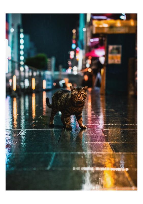 PREORDER Osaka Romantics: Photographs by omi kim