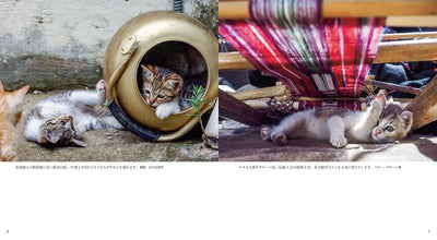 PREORDER Goron Goron Nya - Cats on their Bellies Photo Book