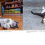 PREORDER Goron Goron Nya - Cats on their Bellies Photo Book
