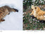 PREORDER Goron Goron Nya - Cats on their Bellies Photo Book