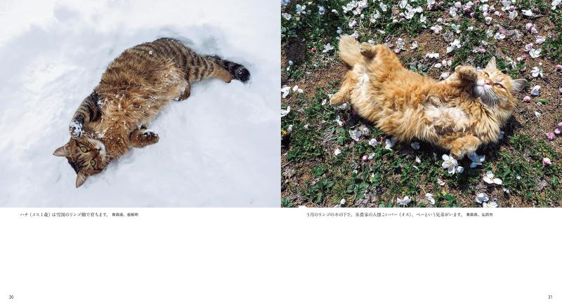 PREORDER Goron Goron Nya - Cats on their Bellies Photo Book