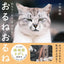 PREORDER  Here They Are! A Search for Cats Everywhere
