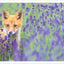 PREORDER Furry Friends of the Northern Forest
