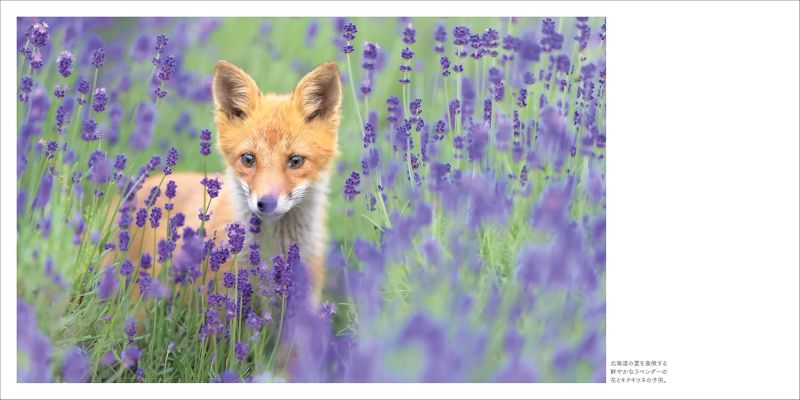 PREORDER Furry Friends of the Northern Forest