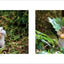 PREORDER Furry Friends of the Northern Forest