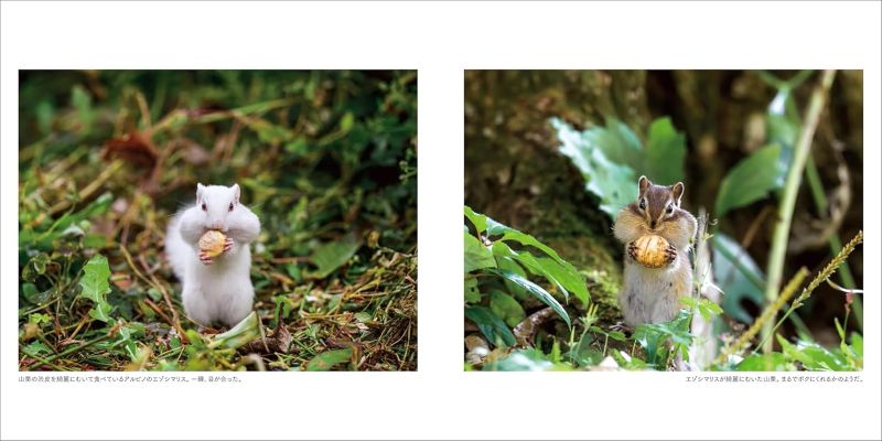 PREORDER Furry Friends of the Northern Forest