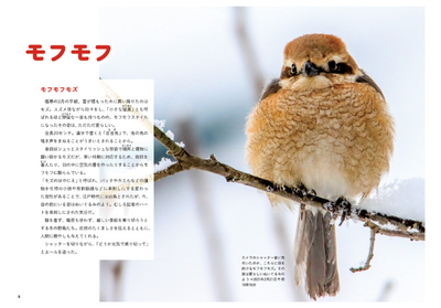PREORDER Always, Forever: The Tanba Shimbun Bird Club Photo Book