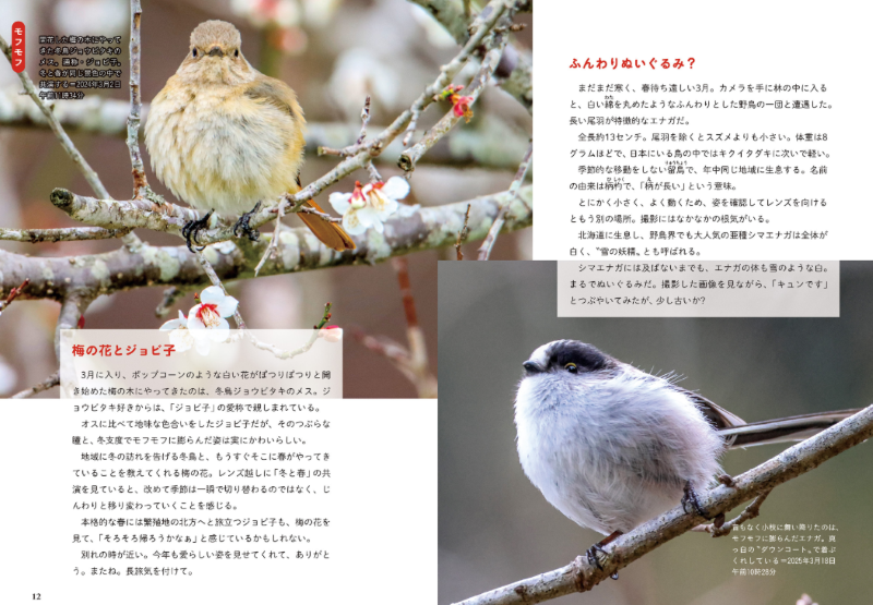 PREORDER Always, Forever: The Tanba Shimbun Bird Club Photo Book
