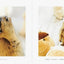 PREORDER Mamochi the Marmot