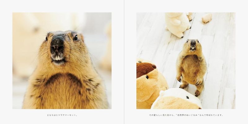 PREORDER Mamochi the Marmot