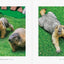 PREORDER Mamochi the Marmot