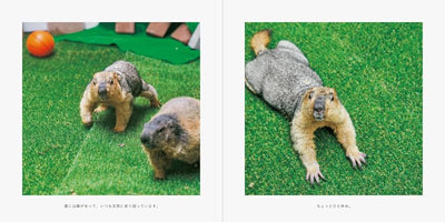 PREORDER Mamochi the Marmot