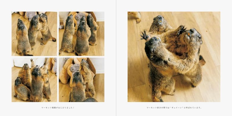 PREORDER Mamochi the Marmot