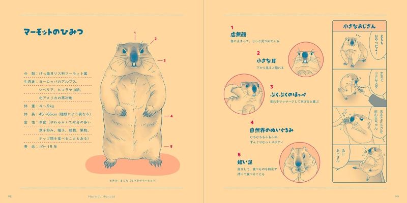 PREORDER Mamochi the Marmot