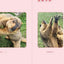 PREORDER Mamochi the Marmot