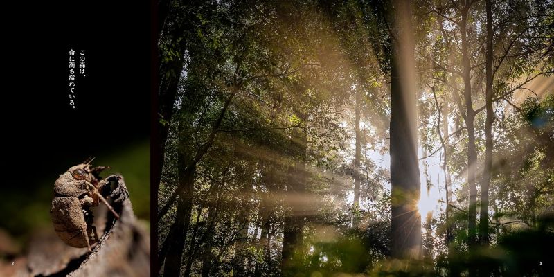 PREORDER The Forest Where Creatures Live - Kasugayama Primeval Forest Photography Book