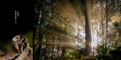 PREORDER The Forest Where Creatures Live - Kasugayama Primeval Forest Photography Book