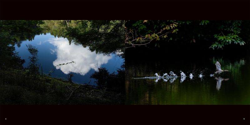 PREORDER The Forest Where Creatures Live - Kasugayama Primeval Forest Photography Book