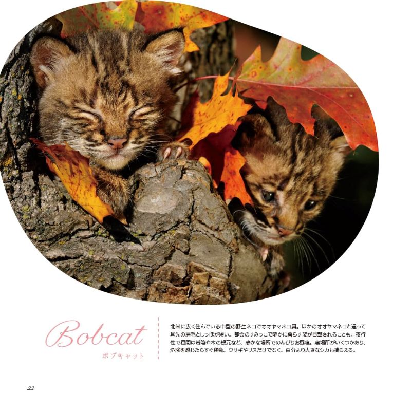 PREORDER Animal Sleeping Faces: The Most Vulnerable and Adorable Moments