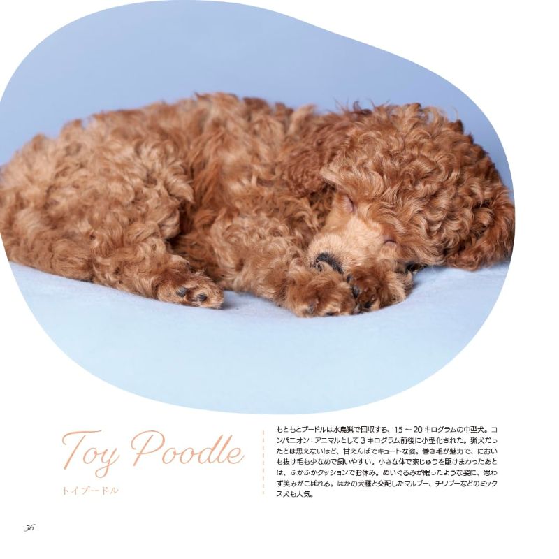 PREORDER Animal Sleeping Faces: The Most Vulnerable and Adorable Moments