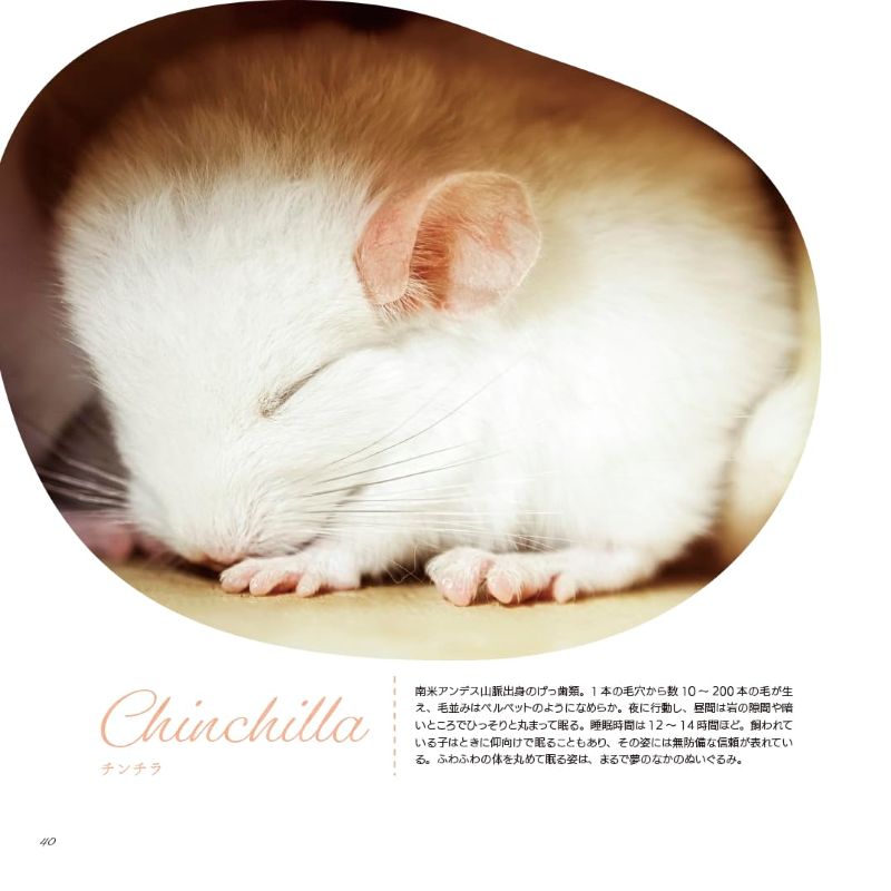 PREORDER Animal Sleeping Faces: The Most Vulnerable and Adorable Moments