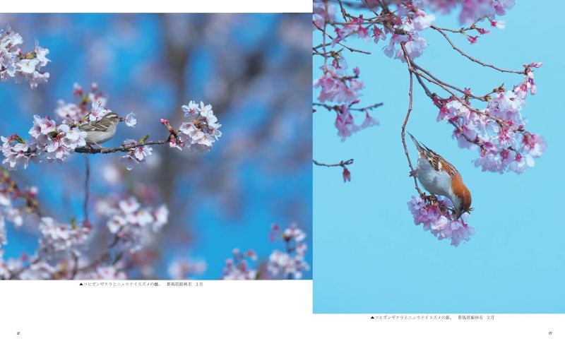 PREORDER Wild Birds and Blossoms