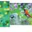 PREORDER Wild Birds and Blossoms