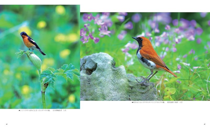 PREORDER Wild Birds and Blossoms