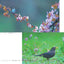 PREORDER Wild Birds and Blossoms
