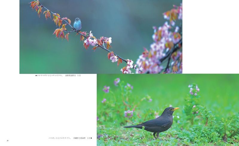 PREORDER Wild Birds and Blossoms