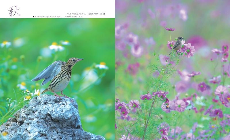 PREORDER Wild Birds and Blossoms
