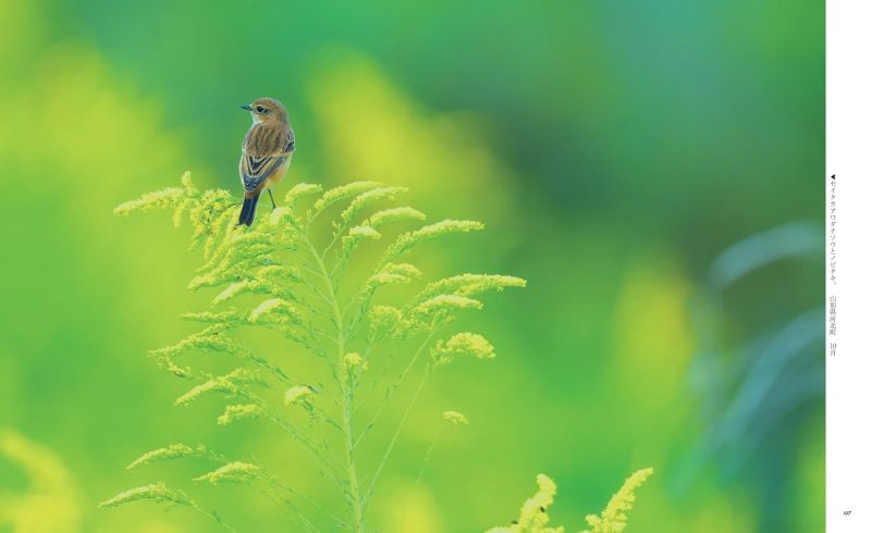 PREORDER Wild Birds and Blossoms