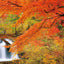 PREORDER Japan's Most Beautiful Healing Landscapes