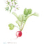 PREORDER Easy Adult Coloring Book: Flowers and Vegetables